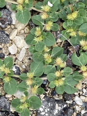 Alternanthera pungens