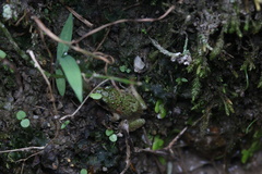 Fejervarya multistriata