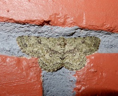 Ophthalmitis herbidaria