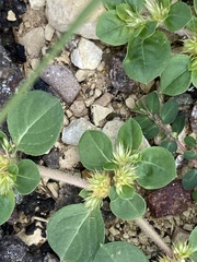 Alternanthera pungens