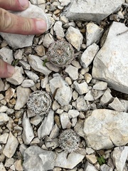 Coryphantha echinus