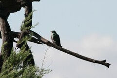 Chrysococcyx caprius