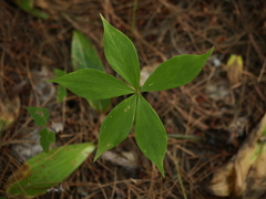 Medeola virginiana