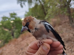Coccothraustes coccothraustes