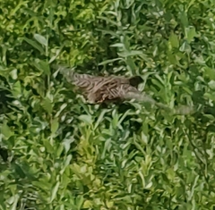 Perdix perdix