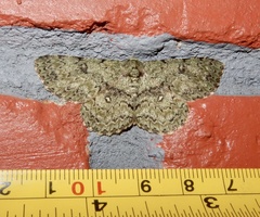 Ophthalmitis herbidaria