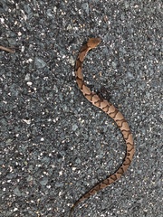 Agkistrodon contortrix