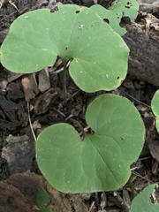 Asarum canadense