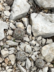 Coryphantha echinus