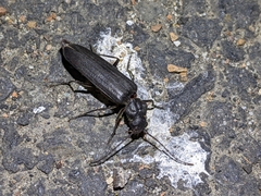 Arhopalus