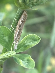 Agriphila geniculea
