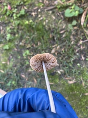Conocybe apala