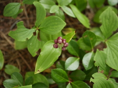 Maianthemum canadense