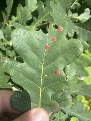 Neuroterus quercusbaccarum