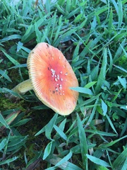 Amanita parcivolvata