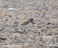 Charadrius hiaticula