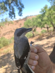 Lanius meridionalis
