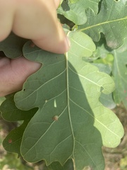 Neuroterus quercusbaccarum