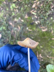 Conocybe apala