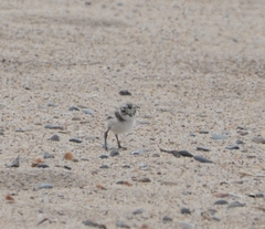 Charadrius hiaticula