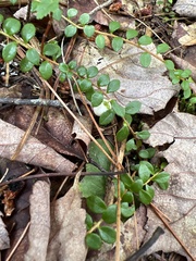 Gaultheria hispidula