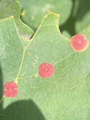 Neuroterus quercusbaccarum