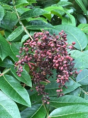 Rhus