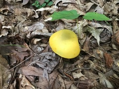 Retiboletus