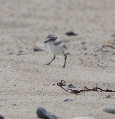 Charadrius hiaticula