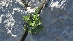 Asplenium ruta-muraria