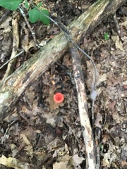 Russula