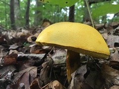 Retiboletus