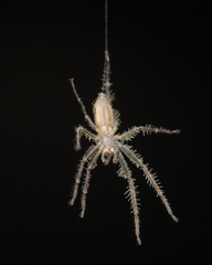Pandercetes