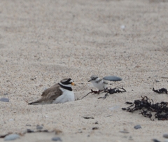 Charadrius hiaticula