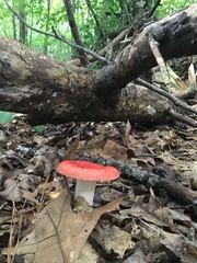Russula