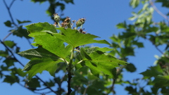 Torminalis glaberrima