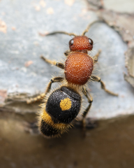 Odontomutilla uranioides