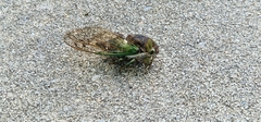 Cicadoidea
