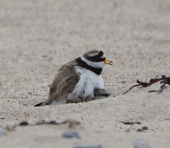 Charadrius hiaticula