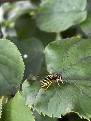 Vespula maculifrons