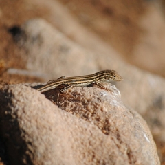 Acanthodactylus erythrurus