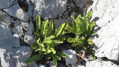 Asplenium ceterach