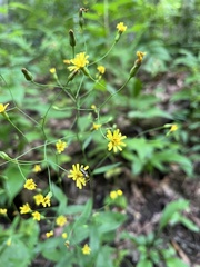 Hieracium