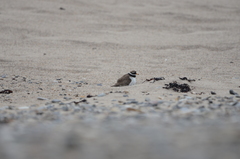Charadrius hiaticula
