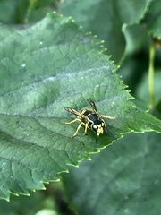 Vespula maculifrons