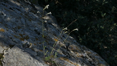 Silene italica