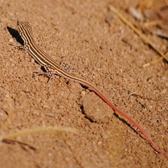 Acanthodactylus erythrurus