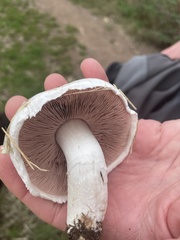 Agaricus campestris