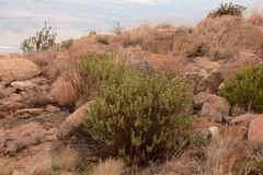 Phymaspermum athanasioides