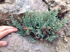 Pellaea bridgesii